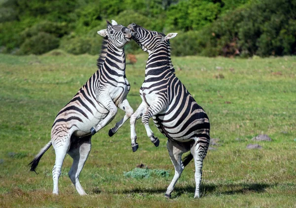 Burchell Zèbres Jouant Sur Terrain Zèbres Jouant Dans Réserve Naturelle — Photo