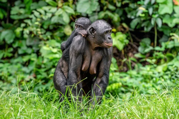Bonobo Cub Mammans Rygg Bonobo Med Baby Grön Naturlig Bakgrund — Stockfoto