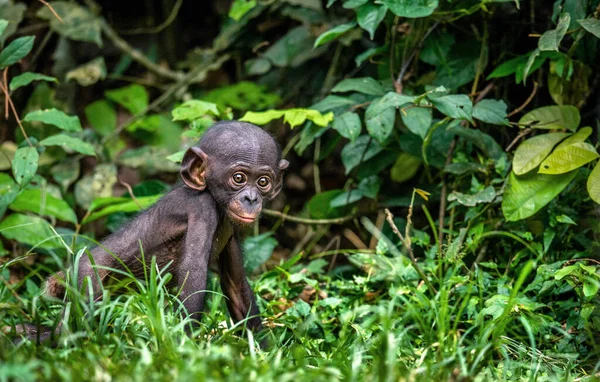 Retrato Bonobo Cub Fondo Natural Verde Bonobo Nombre Científico Pan — Foto de Stock