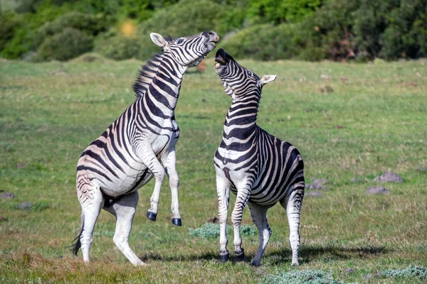 Zebrele Burchell Jucând Teren Zebrele Jucând Rezervația Naturală Din Africa — Fotografie, imagine de stoc