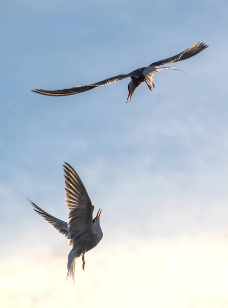 Showdown Skyn Common Terns Interagerar Flygning Vuxna Gemensamma Tärnor Flygning — Stockfoto