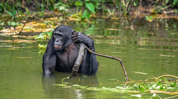 Bonobo Vodě Vědecké Jméno Pan Paniscus Dříve Nazývaný Pygmej Šimpanz — Stock fotografie