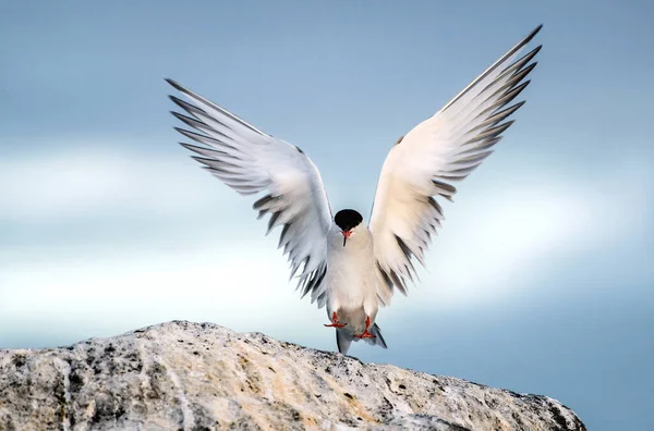 Sterne Aux Ailes Déployées Sur Une Pierre Sterne Pierregarin Adulte — Photo