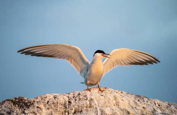 Τερν Ανοιγμένα Φτερά Προσγειώνονται Μια Πέτρα Adult Κοινό Tern Στο — Φωτογραφία Αρχείου