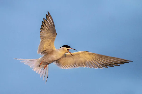 Adult Κοινό Tern Ανοιχτό Ράμφος Κατά Την Πτήση Στο Φως — Φωτογραφία Αρχείου