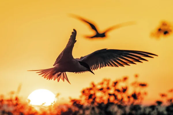 Silueta Charrán Común Volador Flying Common Tern Sunset Sky Background —  Fotos de Stock