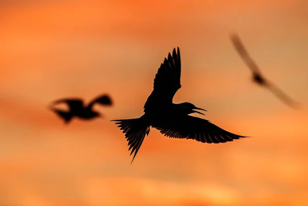 Silhouette Einer Fliegenden Seeschwalbe Flying Gemeinsame Seeschwalbe Auf Dem Sonnenuntergang — Stockfoto