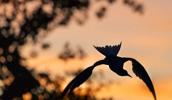 Silueta Létajícího Obyčejného Rybníka Létající Rybník Pozadí Zapadajícího Slunce Zadní — Stock fotografie