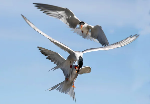 Showdown Flykt Slåss Fisk Common Terns Interagerar Flygning Vuxna Gemensamma — Stockfoto