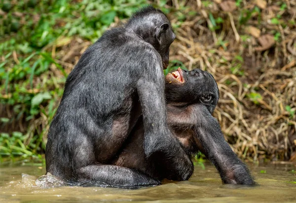 Bonobos Fazendo Sexo Água Nome Científico Pan Paniscus Anteriormente Chamado — Fotografia de Stock