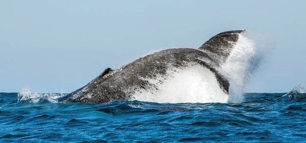 Humbak Podnosi Swój Potężny Ogon Nad Wodą Oceanu Wieloryb Rozpyla — Zdjęcie stockowe