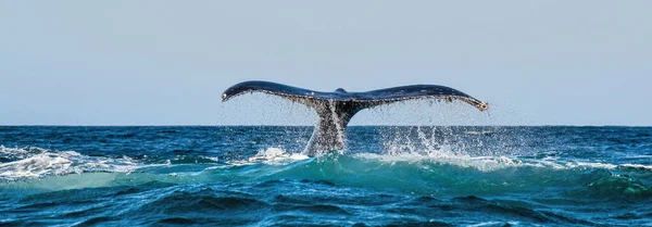 Humpback Whale Raises Its Powerful Tail Water Ocean Whale Spraying — Stock Photo, Image