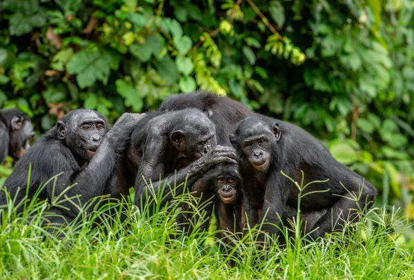 緑色の自然の背景にボノボのグループ ボノボ Bonobo は学名 Pan Paniscus パニスカス とも呼ばれます コンゴ民主共和国 アフリカ — ストック写真