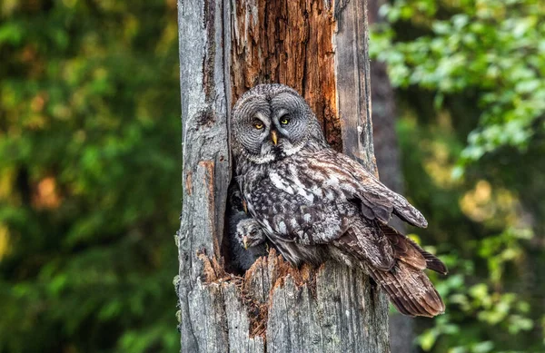 Sova Sedící Malými Sovy Hnízdě Dutině Starého Stromu Ural Owl — Stock fotografie