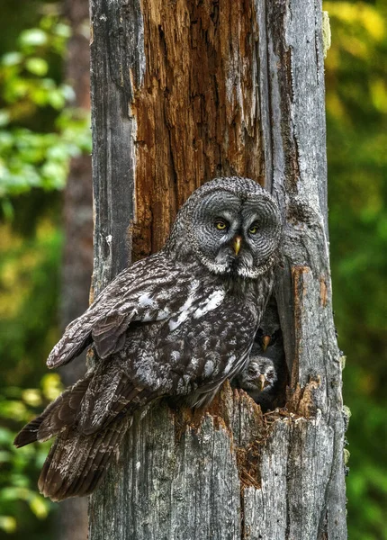 フクロウは古い木の中空の巣の中に小さなフクロウと座っています ウラルフクロウ Strix Uralensis 夏の森 自然生息地 — ストック写真