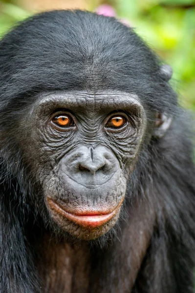Bonobo的肖像画矮黑猩猩 潘潘尼克斯 早期被称为侏儒黑猩猩 刚果民主共和国 — 图库照片