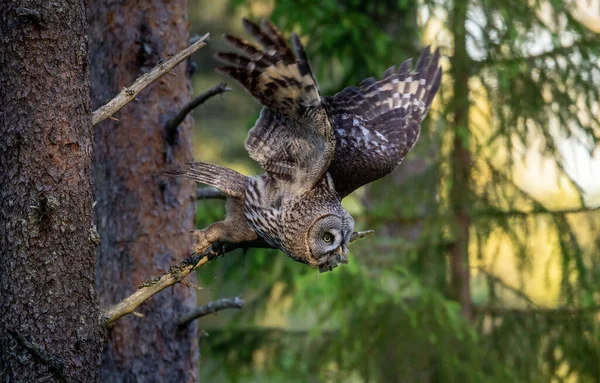 Gufo Con Preda Gufo Degli Urali Strix Uralensis Foresta Estiva — Foto Stock