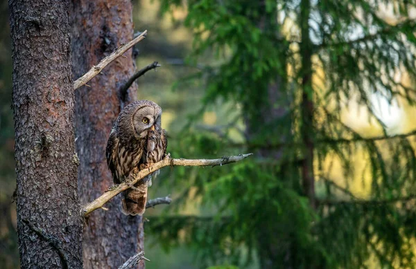 Búho Con Presa Ural Owl Strix Uralensis Bosque Verano Hábito —  Fotos de Stock