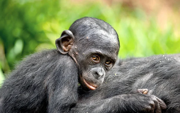 妈妈背上的小矮黑猩猩 矮黑猩猩 潘潘尼克斯 早期被称为侏儒黑猩猩 刚果民主共和国 — 图库照片