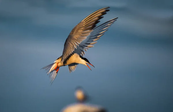 Adult Common Tern Open Beak Flight Sunset Light Blue Sky — Stock Photo, Image