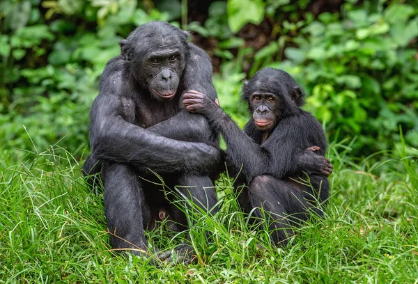 ボノボと赤ちゃん Pan Paniscus パニスカス ピグミーチンパンジーと呼ばれます コンゴ民主共和国 アフリカ — ストック写真