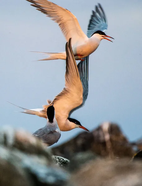 Enfrentamiento Cielo Terns Comunes Interactuando Vuelo Patrones Comunes Adultos Vuelo — Foto de Stock