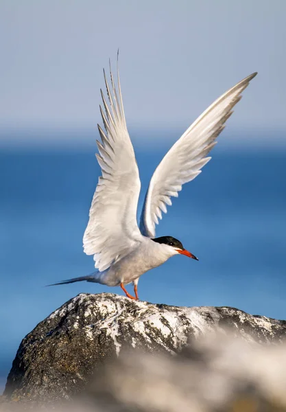 Σκαλισμένο Ανοιγμένα Φτερά Μια Πέτρα Adult Κοινό Tern Στο Μπλε — Φωτογραφία Αρχείου