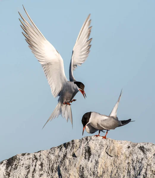 Rituell Uppvaktning Tärnor Parningssäsongen Common Terns Interagerar Vuxna Gemensamma Tärnor — Stockfoto