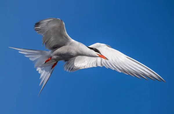 Ενηλίκων Κοινή Tern Κατά Την Πτήση Μπλε Ουρανό Φόντο Κλείσε — Φωτογραφία Αρχείου