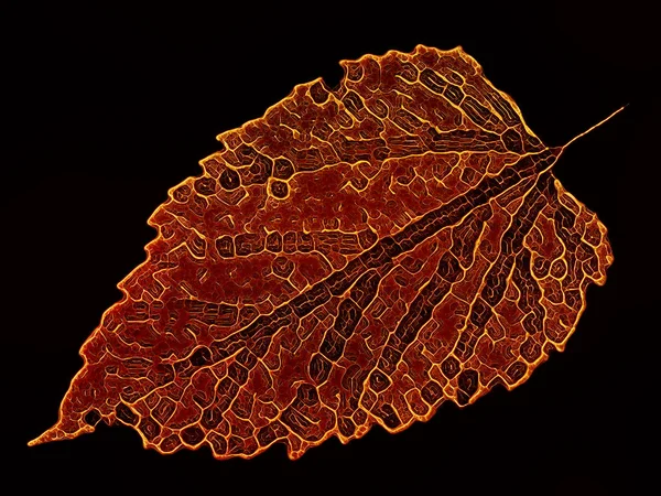 Fractal zoom on a skeleton leaf. Isolated on black. For use in art, design, math and Nature projects.