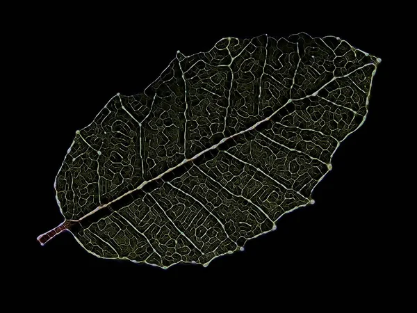 Fractal Zoom Skeleton Leaf Isolated Black Use Art Design Math — Stock Photo, Image