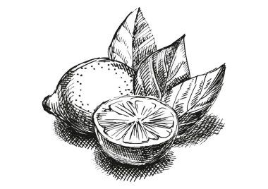 Limon ile kroki kompozisyon