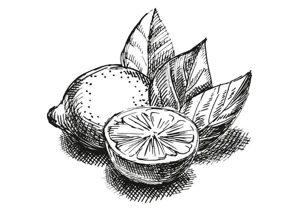 Limon ile kroki kompozisyon