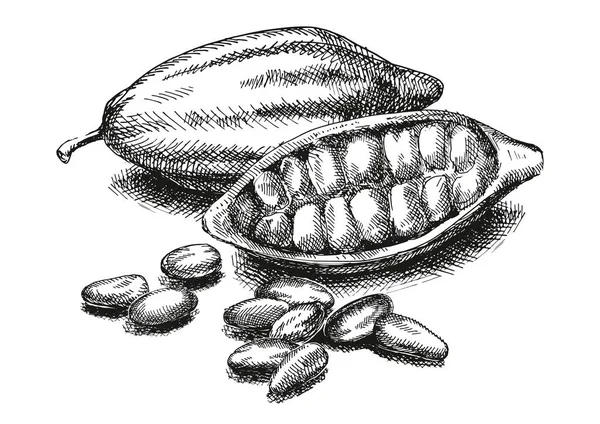 Illustrazione Fagioli Cacao Versione — Vettoriale Stock