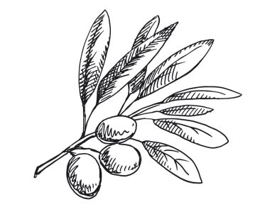 Zeytin dalı illüstrasyon. Siyah beyaz versiyonu