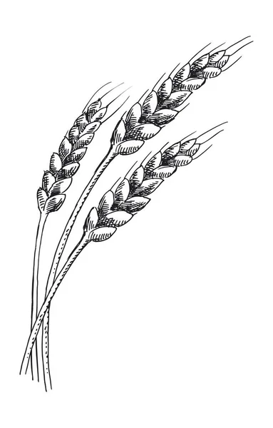 図小麦の耳 — ストックベクタ
