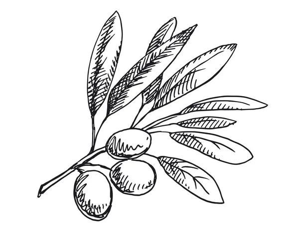 Zeytin dalı illüstrasyon. Siyah beyaz versiyonu