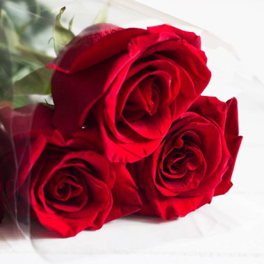 Üç kırmızı gül buketi beyaz arka plan kopya alanı.