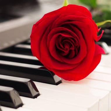 Red rose piano keys romantic music background. clipart