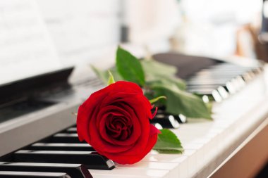 Tek gül piyano tuşları romantik müzik arka plan.