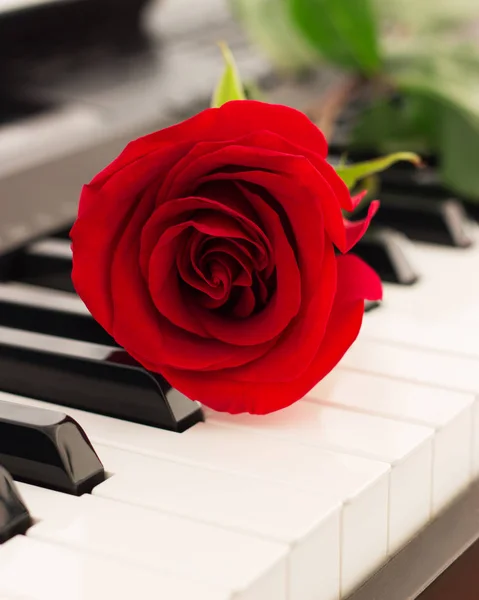 Rosa Rossa Pianoforte Tasti Musica Romantica Sfondo — Foto Stock