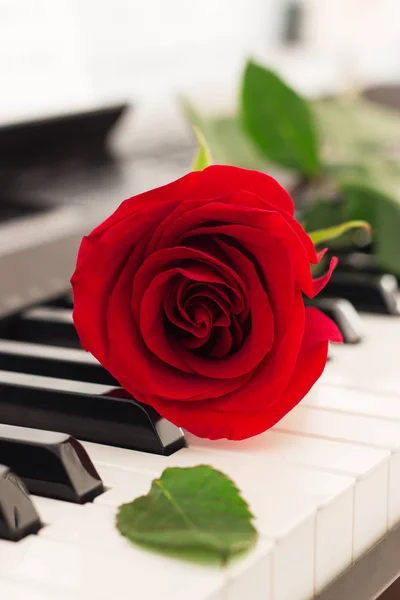 Kırmızı gül piyano tuşları romantik müzik arka plan.