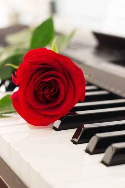 Kırmızı tek gül piyano tuşları romantik müzik arka plan.