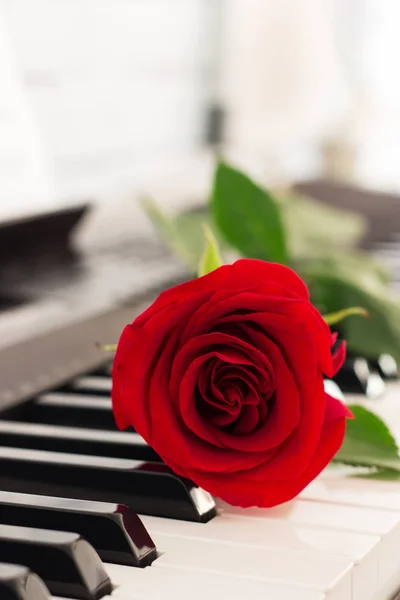 红色单玫瑰钢琴钥匙浪漫音乐背景 — 图库照片