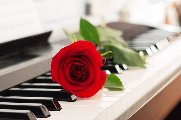 单玫瑰钢琴钥匙浪漫音乐背景 — 图库照片