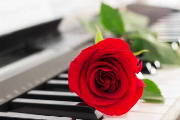 单玫瑰钢琴钥匙浪漫音乐背景 — 图库照片