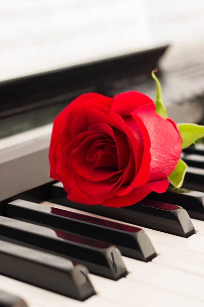 Red Rose Piano Keys Romantic Music Background Royalty Free Stock Images