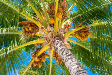 Hindistancevizi ağacı mavi gökyüzü ile üzerinde