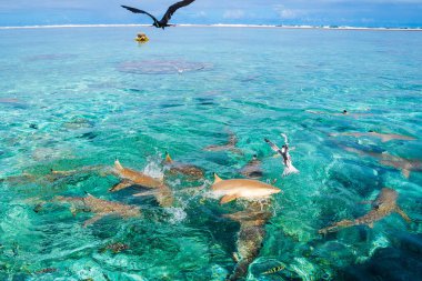 Bora Bora turkuaz su kuşları ile köpekbalıkları