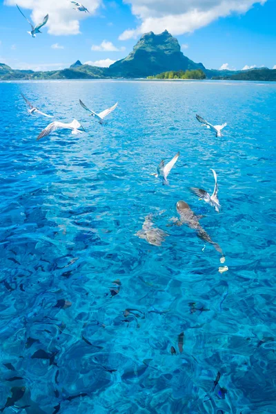 Bora Bora — Photo